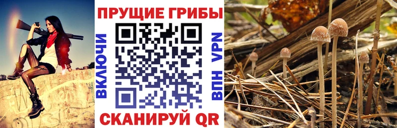 купить сайты это наркотические препараты Псилоцибиновые грибы GOLDEN TEACHER Злынка